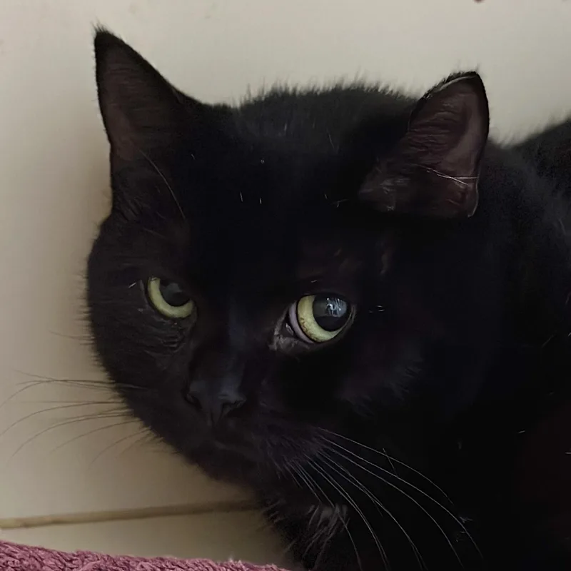 Charlotte thumbnail 2