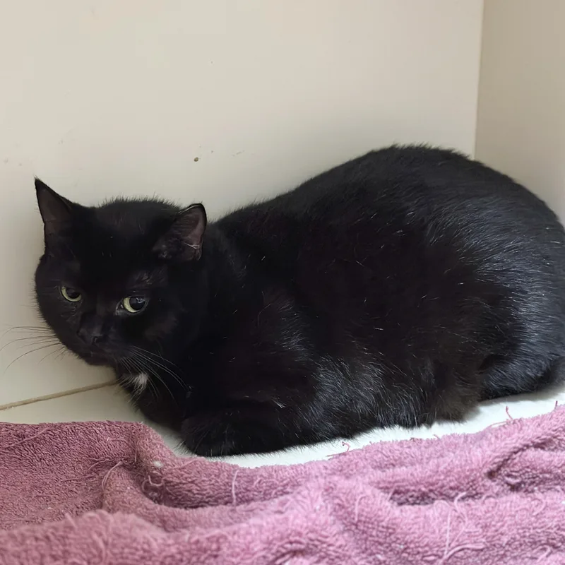 Charlotte thumbnail 4