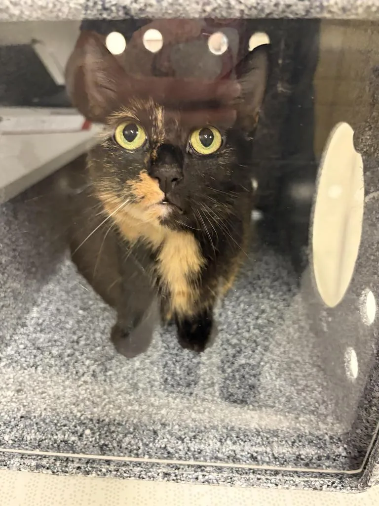 An adult large-sized female Calico cat named Nemerah for adoption in Greenfield, IN