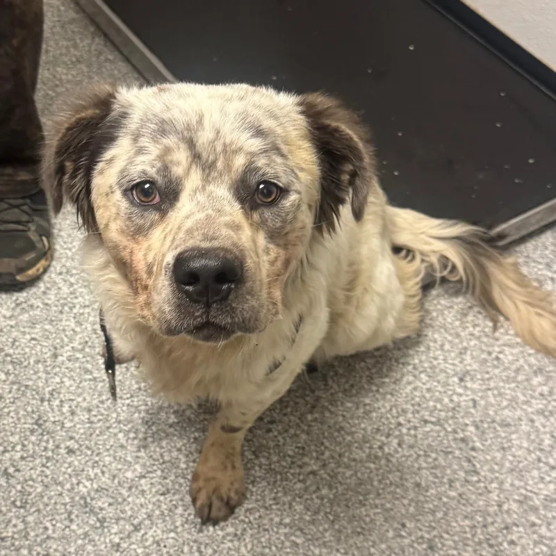 An adult medium-sized male Australian Cattle Dog / Blue Heeler dog named Walter for adoption in Taos, NM