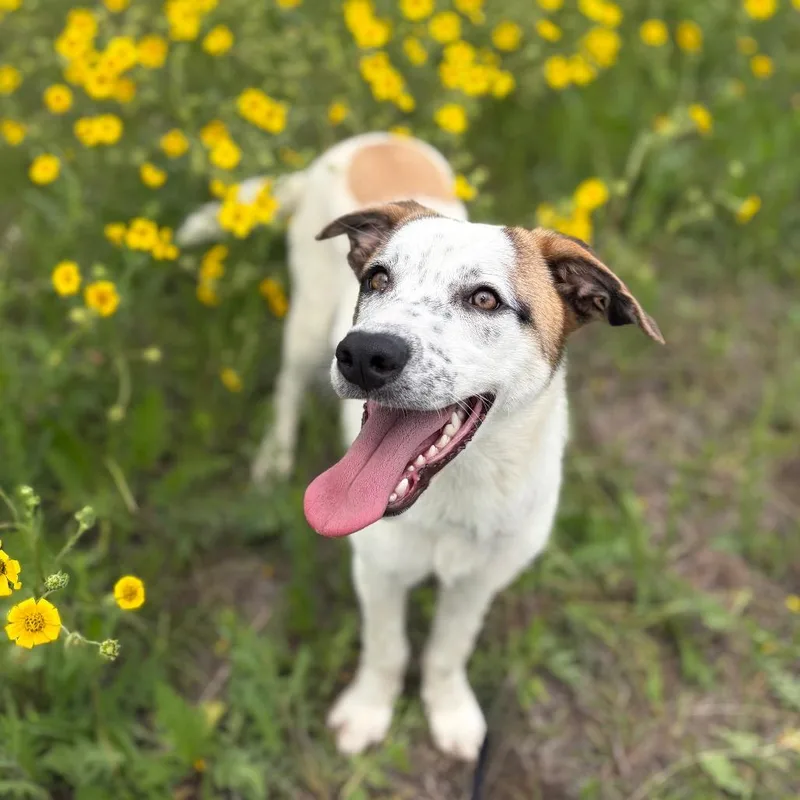 A young medium-sized female White / Cream Great Pyrenees dog named Maggie for adoption in Bastrop, TX