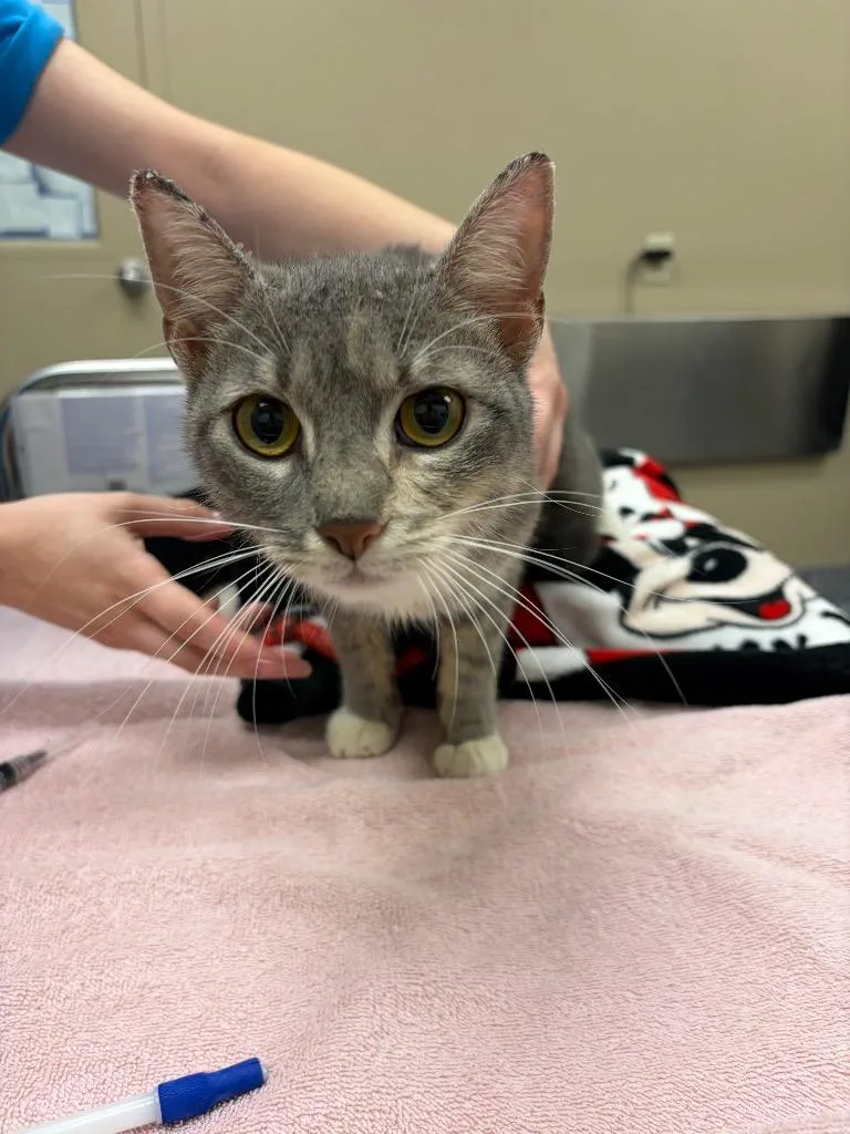 A young large-sized female Calico cat named Jessie for adoption in Liverpool, NY
