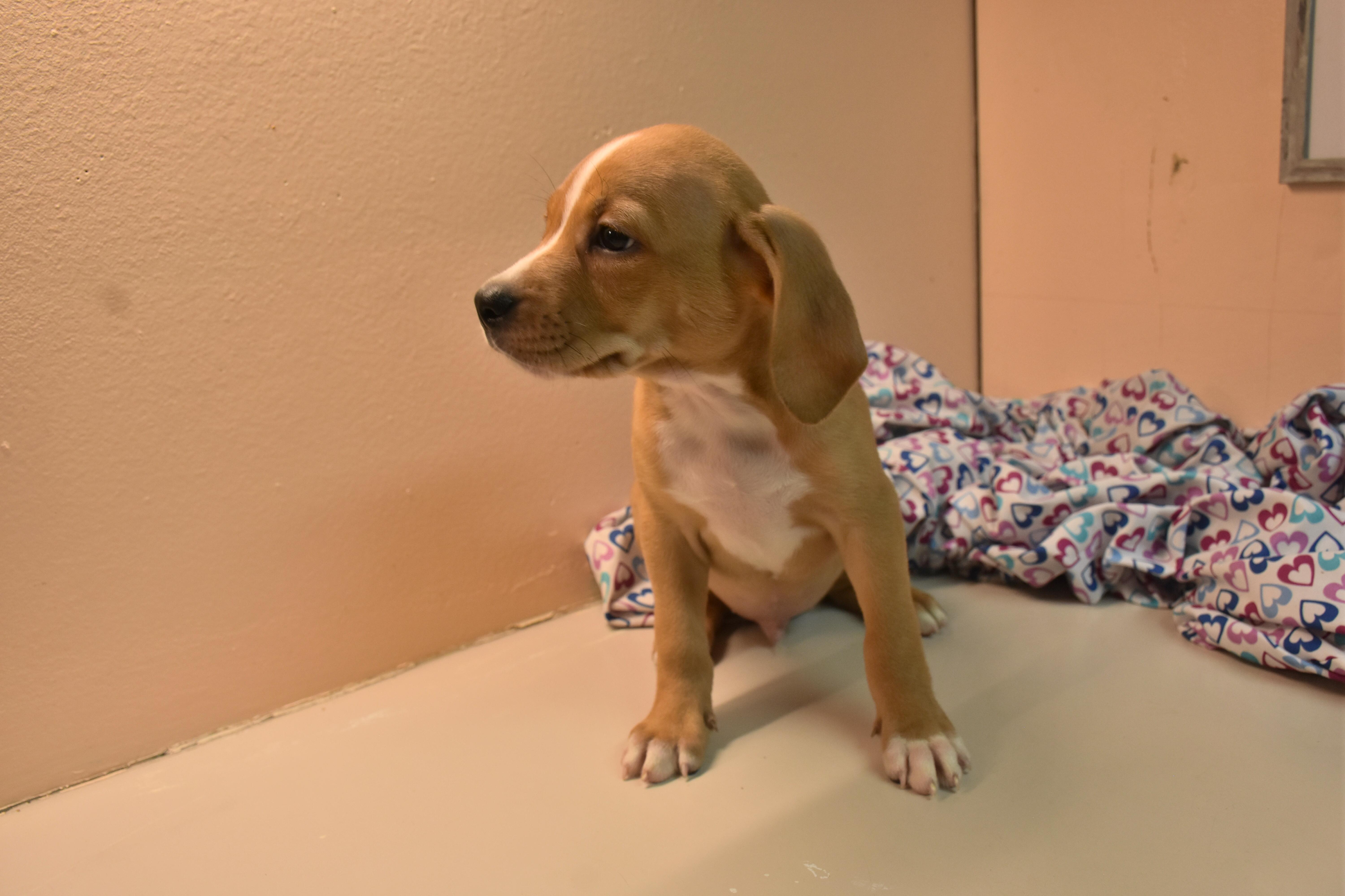 A baby medium-sized male Yellow / Tan / Blond / Fawn Beagle dog named Renegade for adoption in North Judson, IN