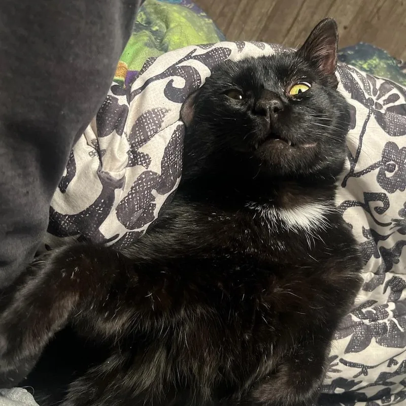 An adult small-sized male Gray / Blue / Silver Domestic Short Hair cat named Big Tom for adoption in Rochester, MN