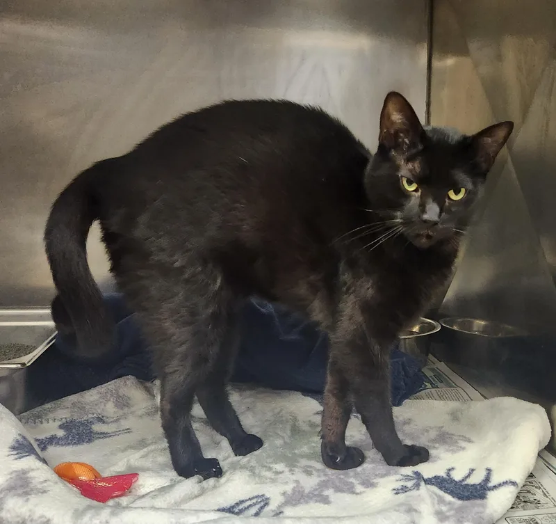 An adult medium-sized male Black Domestic Short Hair cat named Hex for adoption in Clayton, NJ