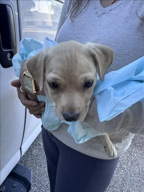 A baby small-sized male Labrador Retriever dog named Augie for adoption in Chatsworth, CA