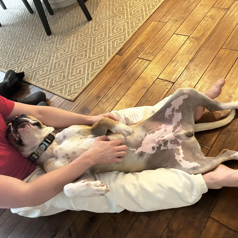 Chester thumbnail 4