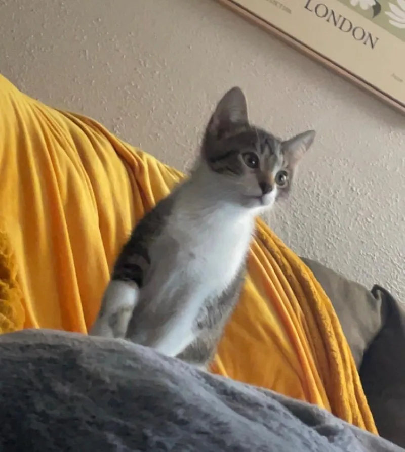Ares