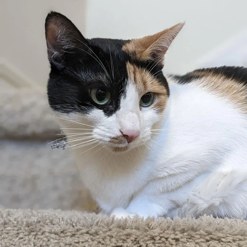 An adult medium-sized female Domestic Short Hair cat named Calypso for adoption in Dripping Springs, TX