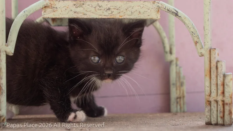 A baby small-sized female Domestic Short Hair cat named Ember for adoption in Mexico, MO