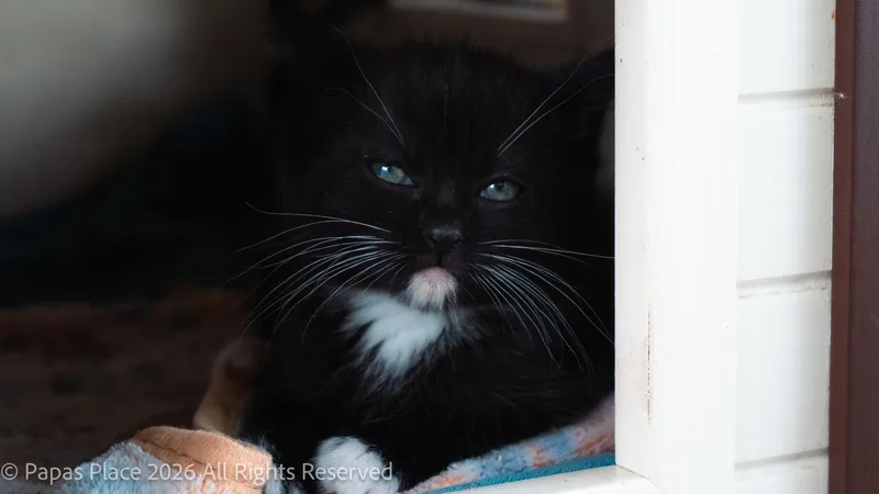 Ember thumbnail 4