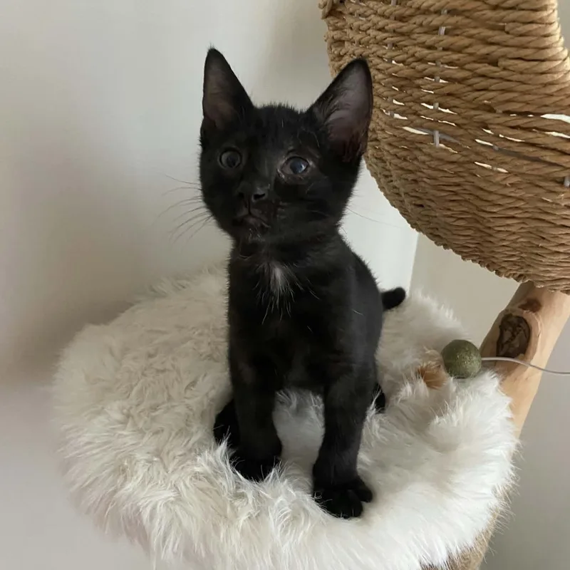 A baby medium-sized male Black Domestic Short Hair cat named Sawshark for adoption in Martinsville, IN