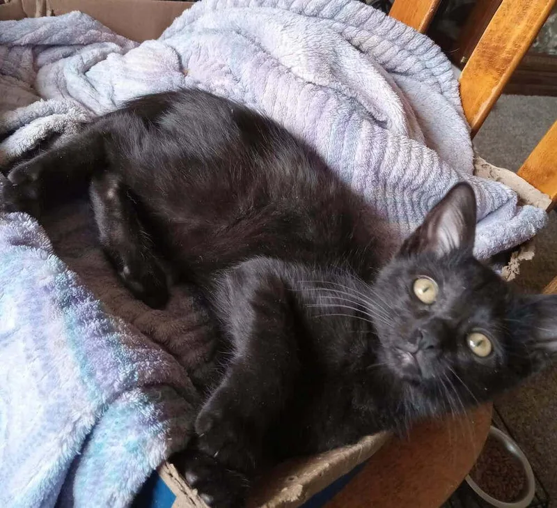 A baby small-sized female Black Domestic Short Hair cat named Opal for adoption in tucson, AZ