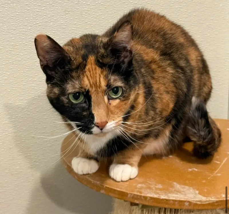 Tori