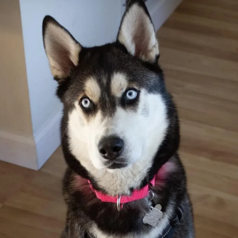 An adult medium-sized female Black Siberian Husky dog named Stella for adoption in Blaine, MN