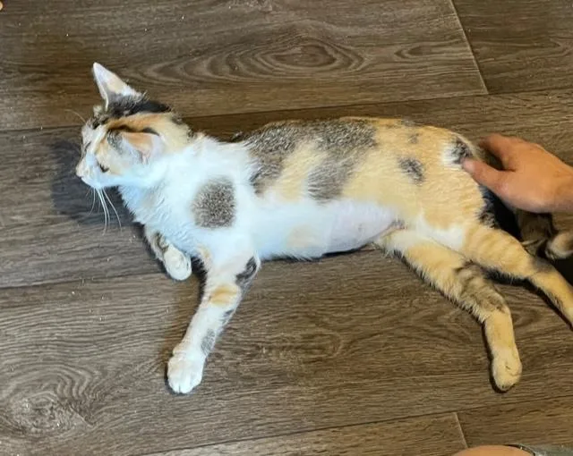 Marmalade thumbnail 2