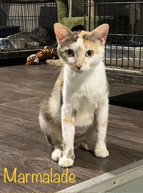 Marmalade thumbnail 3