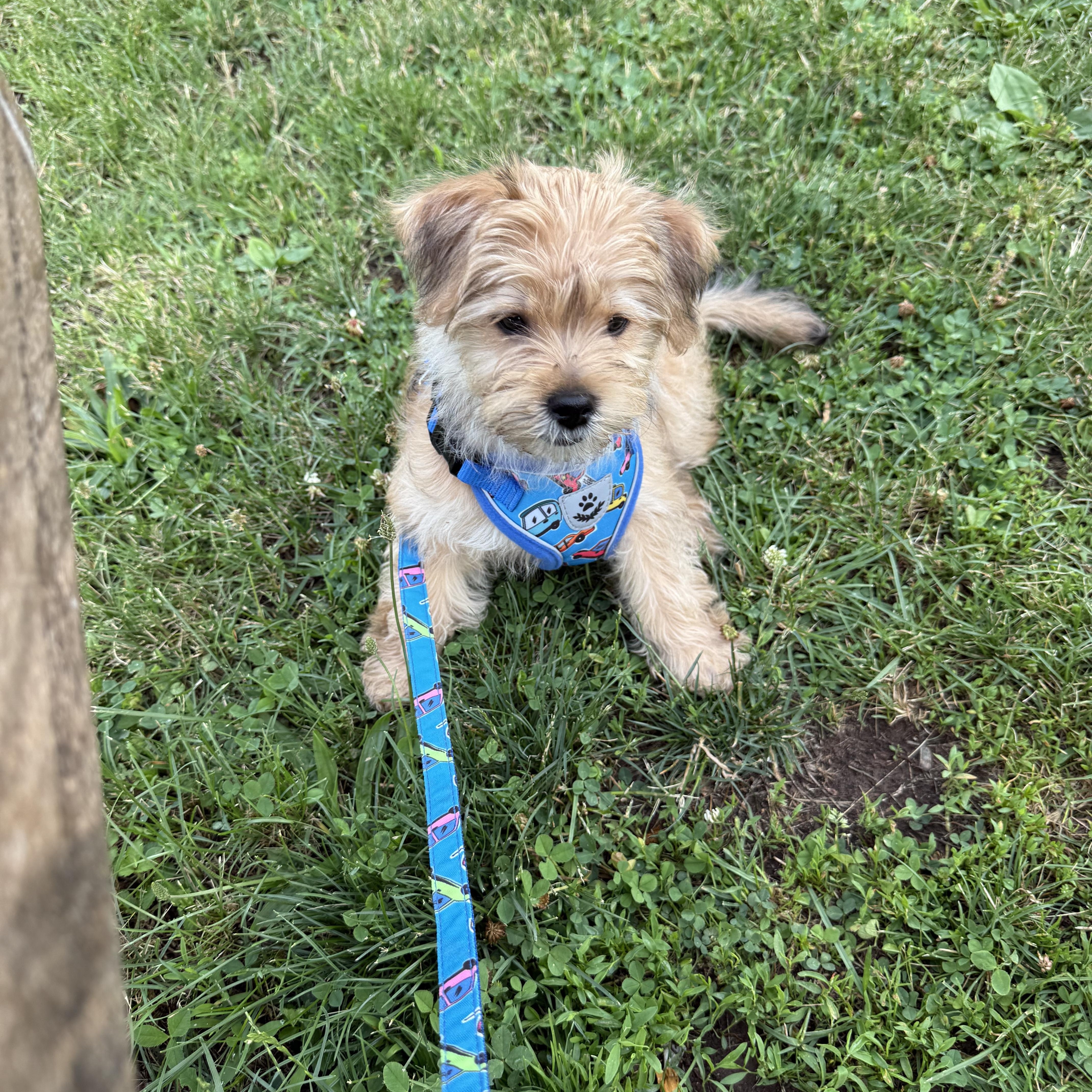 A young small-sized female Shih poo dog named Molly for adoption in Ardsley, NY