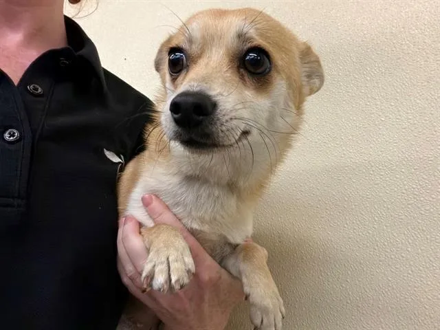 An adult small-sized female Chihuahua dog named Chloe for adoption in Santa Rosa, CA