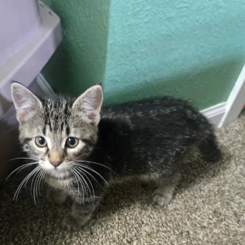 A baby small-sized female Gray / Blue / Silver Domestic Short Hair cat named Opal C for adoption in Elbow Lake, MN