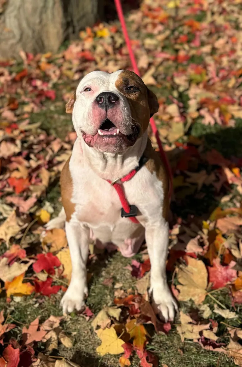 An adult medium-sized female White / Cream Staffordshire Bull Terrier dog named China for adoption in Springfield, IL