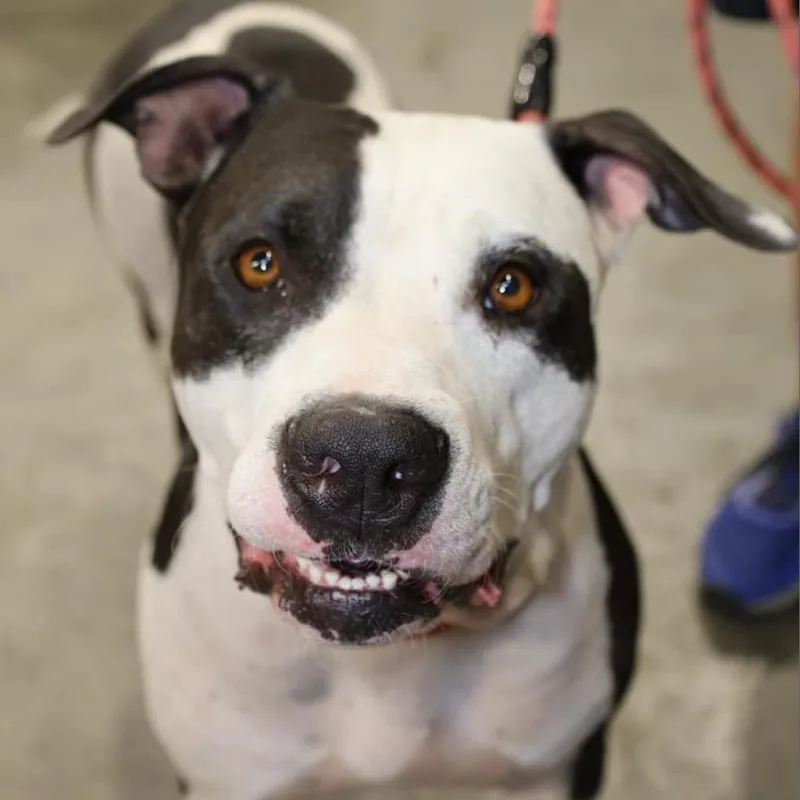 An adult large-sized male White / Cream Pit Bull Terrier dog named Ferdinand JuM for adoption in Austin, TX