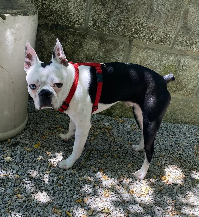 A baby small-sized male Tricolor (Brown, Black, & White) Boston Terrier dog named Geno Kennedy Ky for adoption in Maryville, TN
