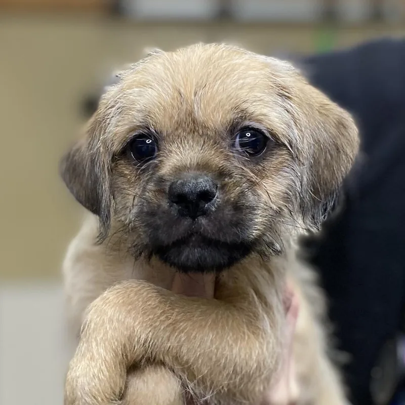 A baby small-sized male Yellow / Tan / Blond / Fawn Pug dog named Samuel for adoption in Palm Springs, CA
