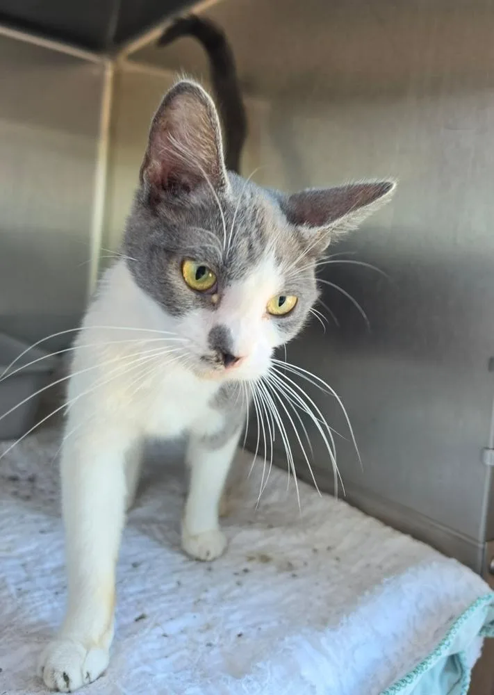 A young medium-sized female Gray & White Domestic Short Hair cat named Cloud for adoption in Metamora, IL