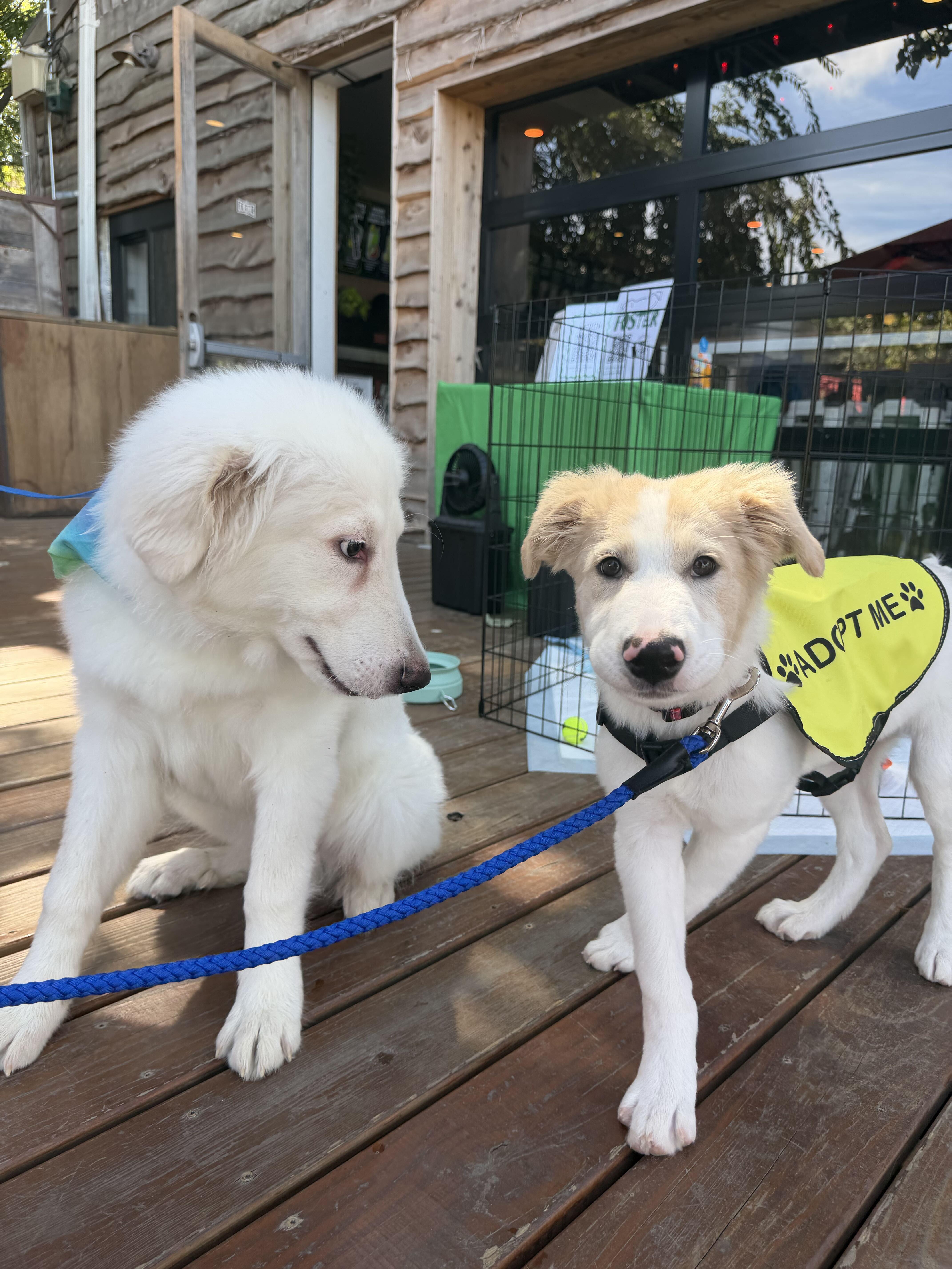 A baby large-sized male Great Pyrenees dog named Gibbs for adoption in Pflugerville, TX