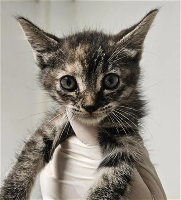 A baby small-sized female Domestic Short Hair cat named Smokey for adoption in Bakersfield, CA
