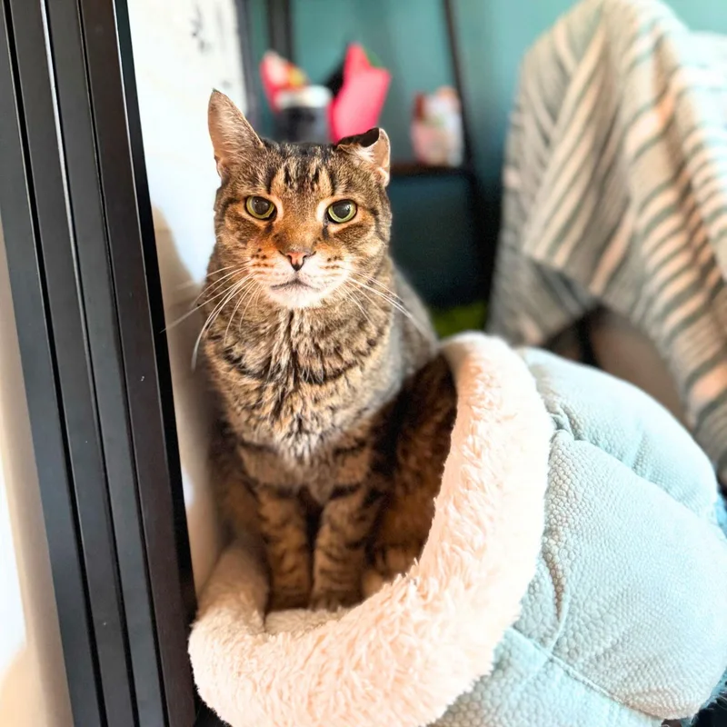 Crackerjack thumbnail 3