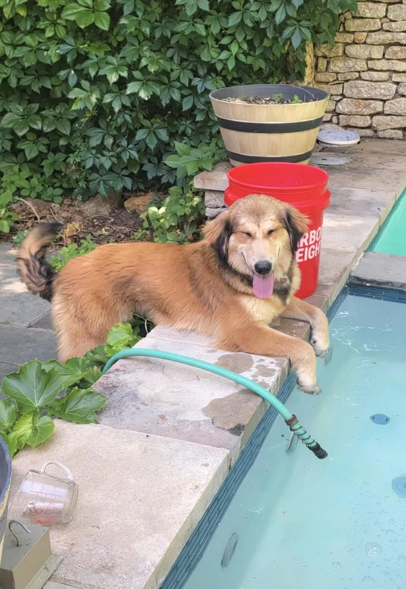 A baby medium-sized female Brown / Chocolate Great Pyrenees dog named Kita for adoption in Kiowa, OK