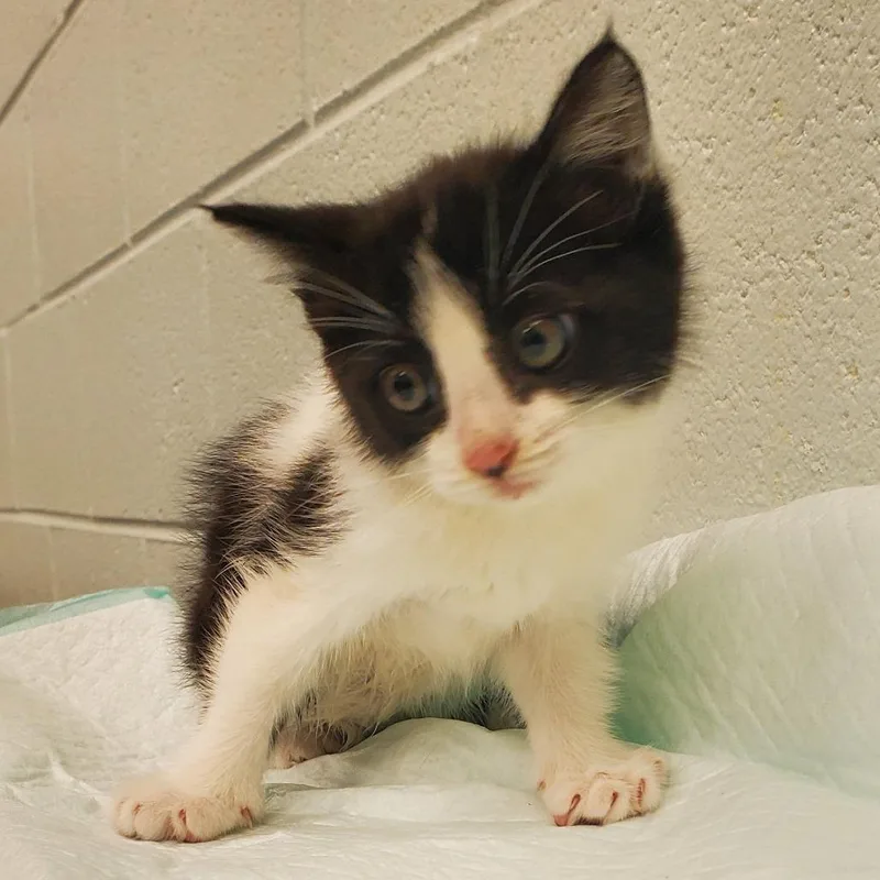 A baby small-sized female Black Domestic Medium Hair cat named Marilyn for adoption in Chattanooga, TN