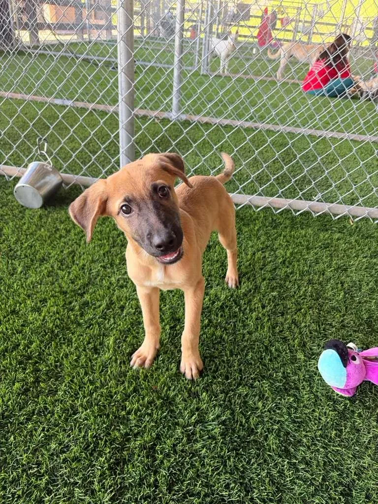 A baby medium-sized male Mixed Breed dog named Pochito for adoption in Brooklyn, NY