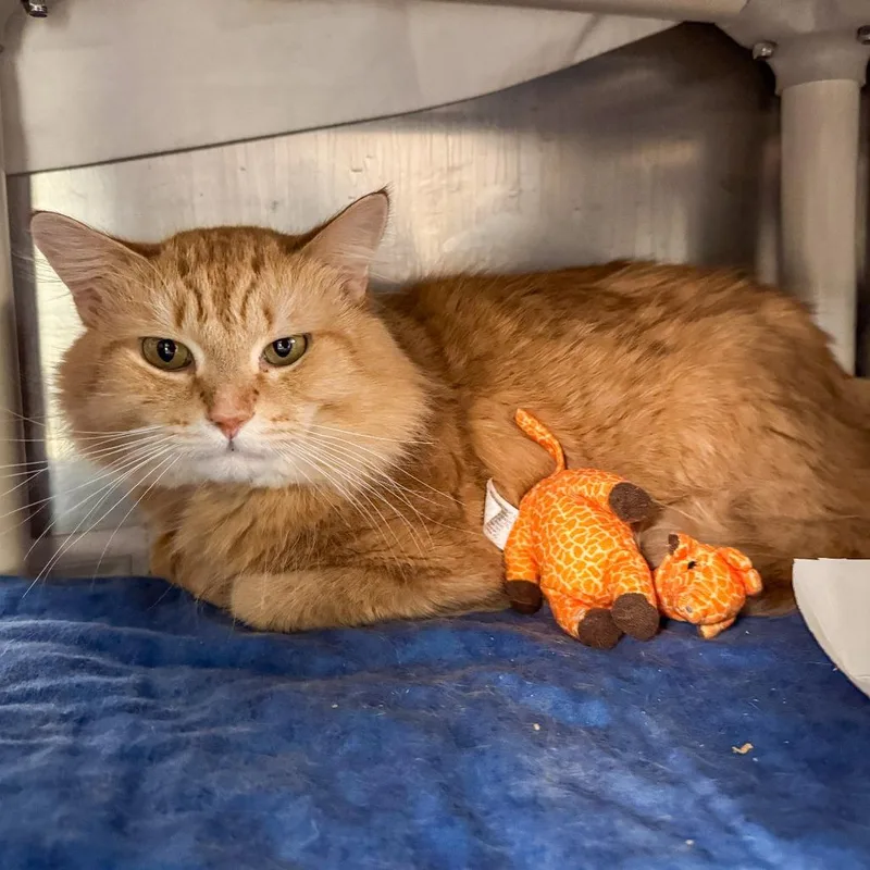 An adult medium-sized male Orange / Red Domestic Medium Hair cat named Terri for adoption in Kennebunk, ME