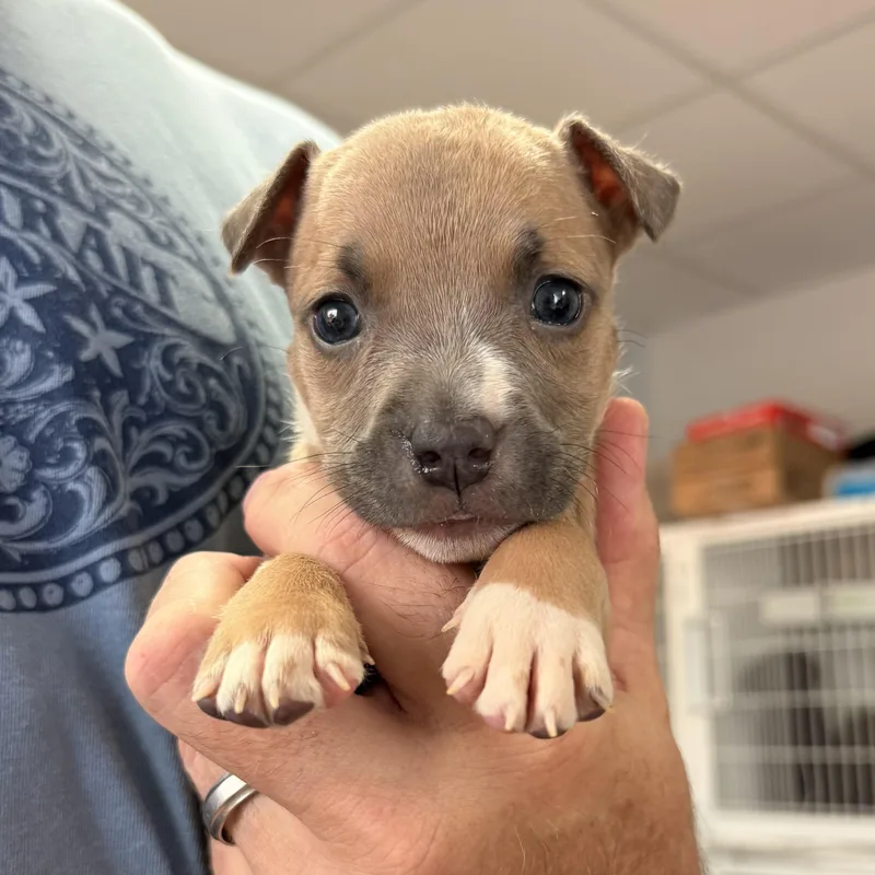A baby medium-sized female Tricolor (Brown, Black, & White) Pit Bull Terrier dog named Florence for adoption in Columbia, SC