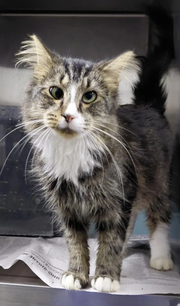 A young small-sized female Domestic Medium Hair cat named Eden for adoption in Henderson, NC