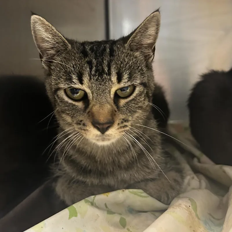 A young medium-sized female Buff / Tan / Fawn Domestic Short Hair cat named London for adoption in Chattanooga, TN