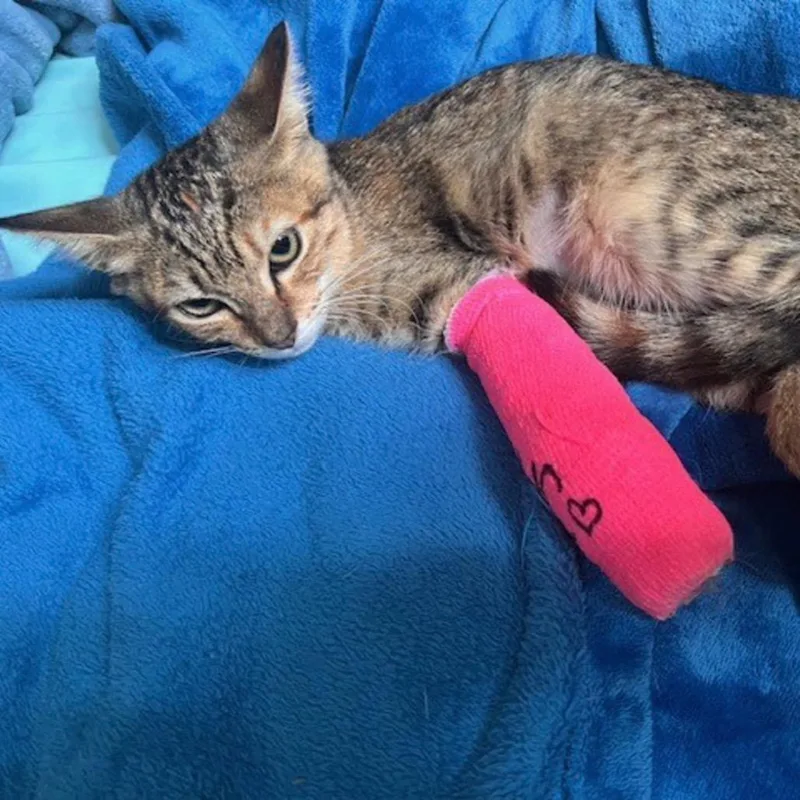 A young small-sized female Brown / Chocolate Domestic Short Hair cat named Jasmine for adoption in Lauderhill, FL