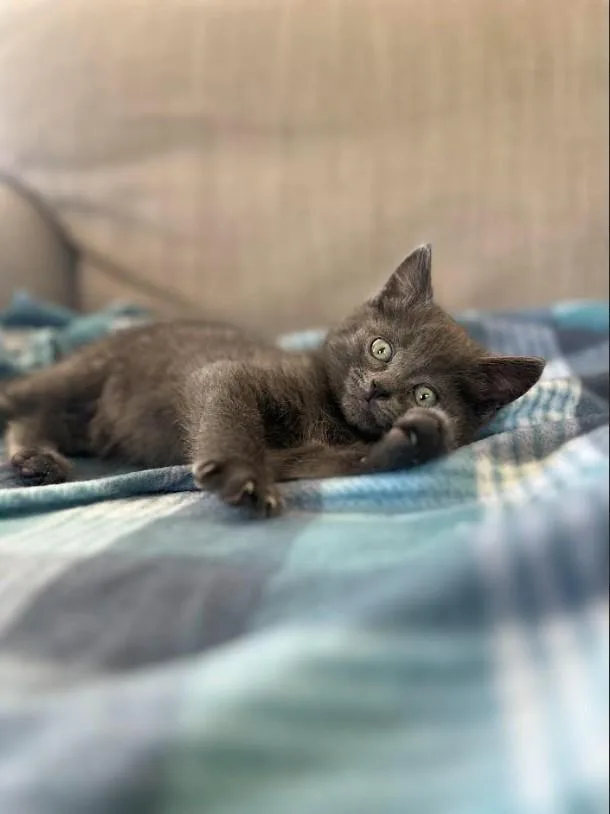 A baby medium-sized male Domestic Medium Hair cat named Smudge for adoption in Chatsworth, CA