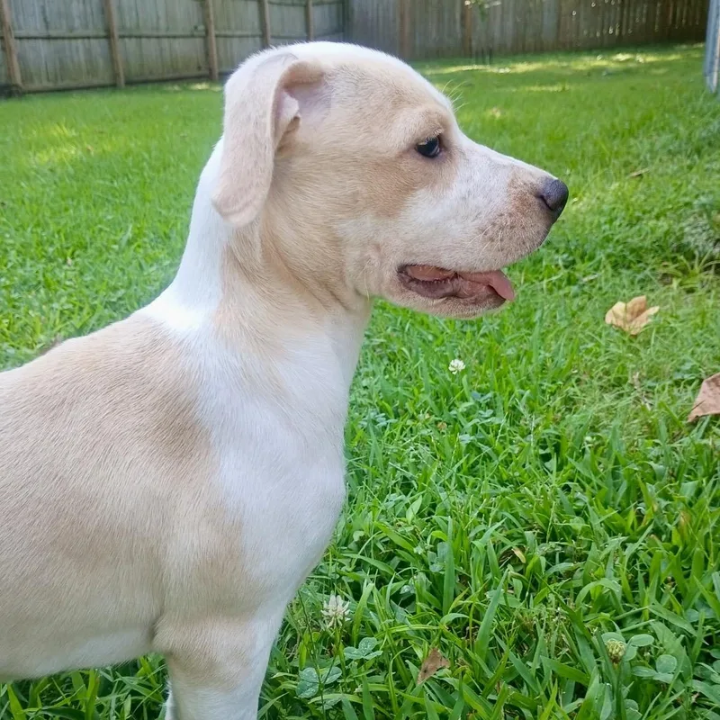 Nash