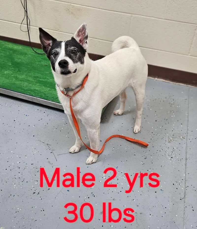 A young medium-sized male Black Rat Terrier dog named Spot for adoption in Cary, NC
