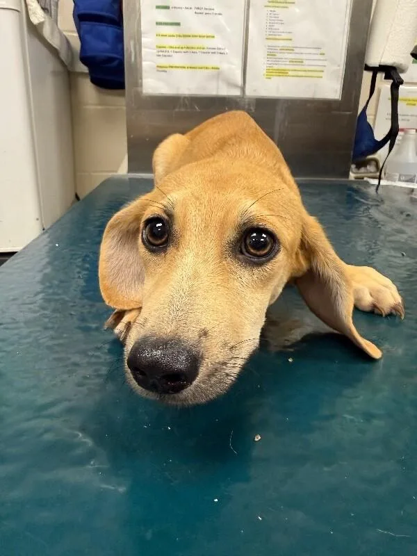An adult medium-sized male Yellow / Tan / Blond / Fawn Mixed Breed dog named Liam for adoption in Mobile, AL
