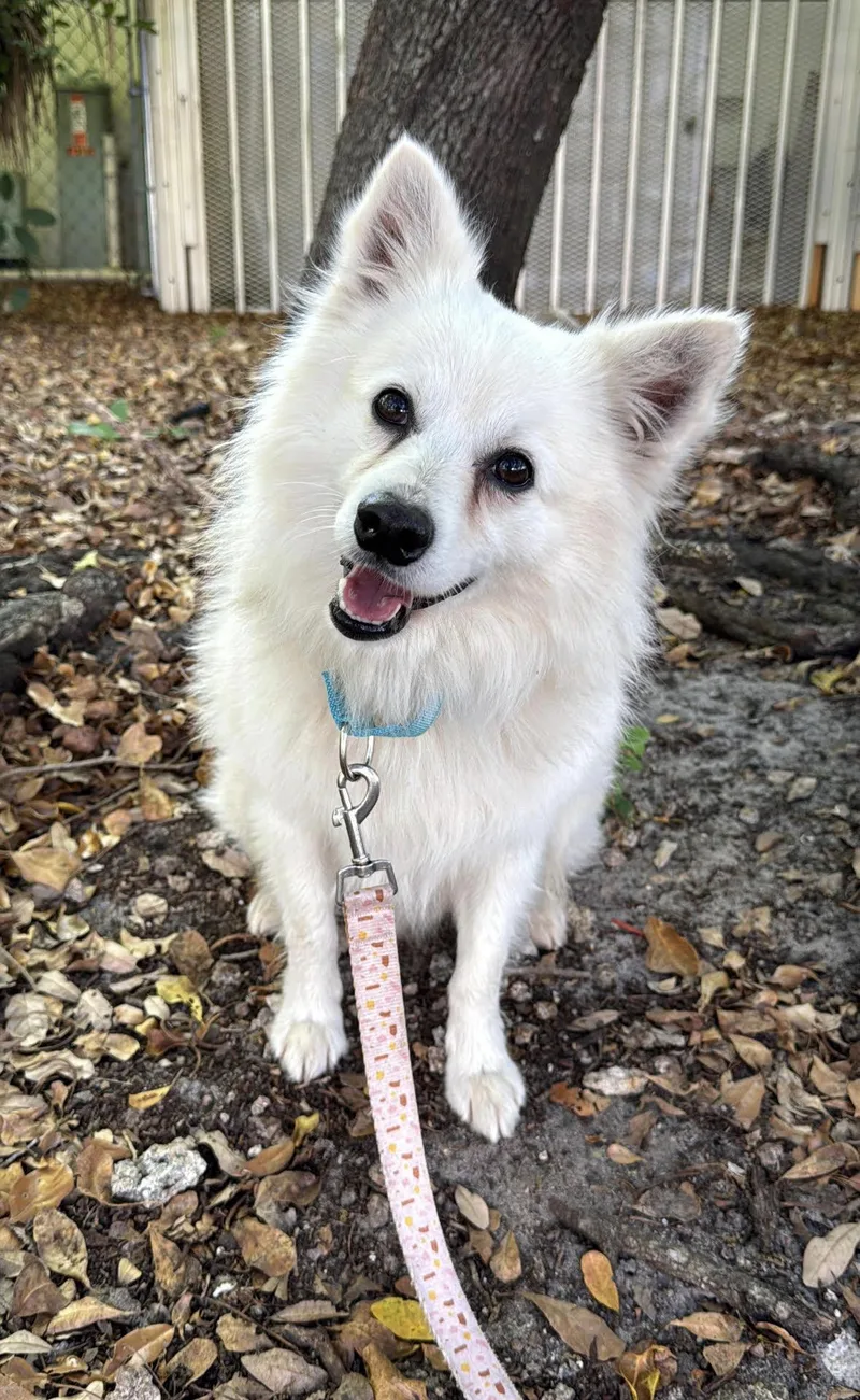 An adult medium-sized male American Eskimo Dog dog named Benedict for adoption in Lauderhill, FL
