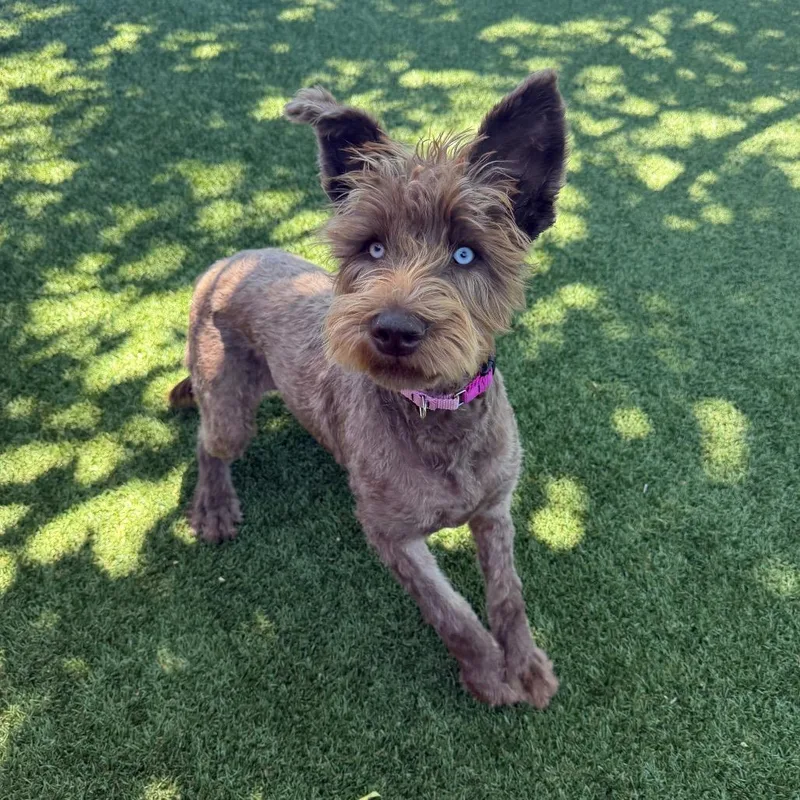 A young medium-sized female Brown / Chocolate Mixed Breed dog named Penny for adoption in Buellton, CA