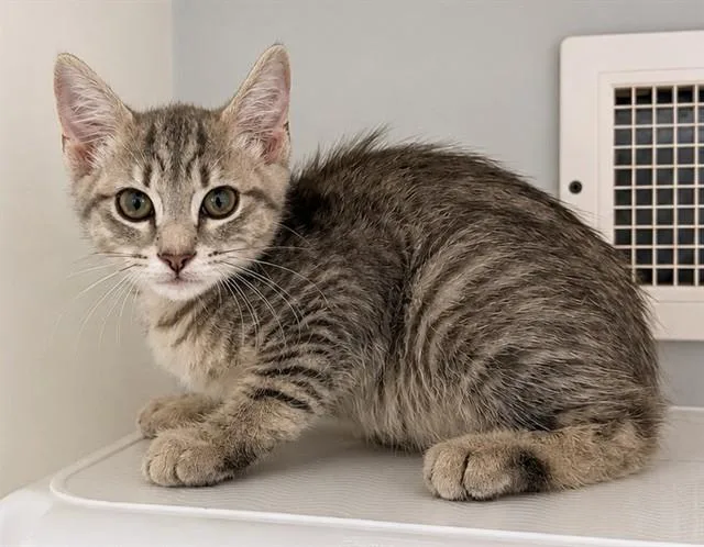 A baby small-sized male Domestic Short Hair cat named Riddler for adoption in Statesville, NC