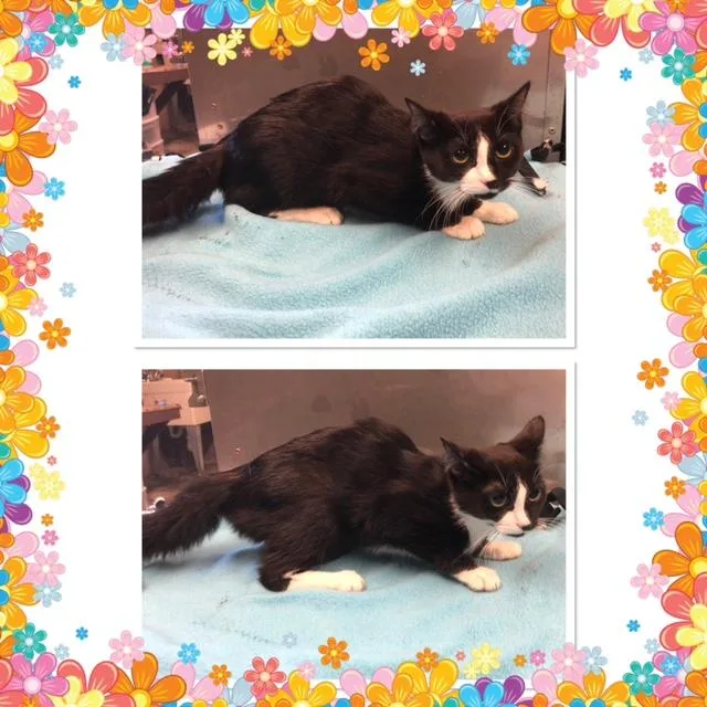 A baby small-sized female Black & White / Tuxedo Domestic Medium Hair cat named Reese for adoption in Buckhannon, WV