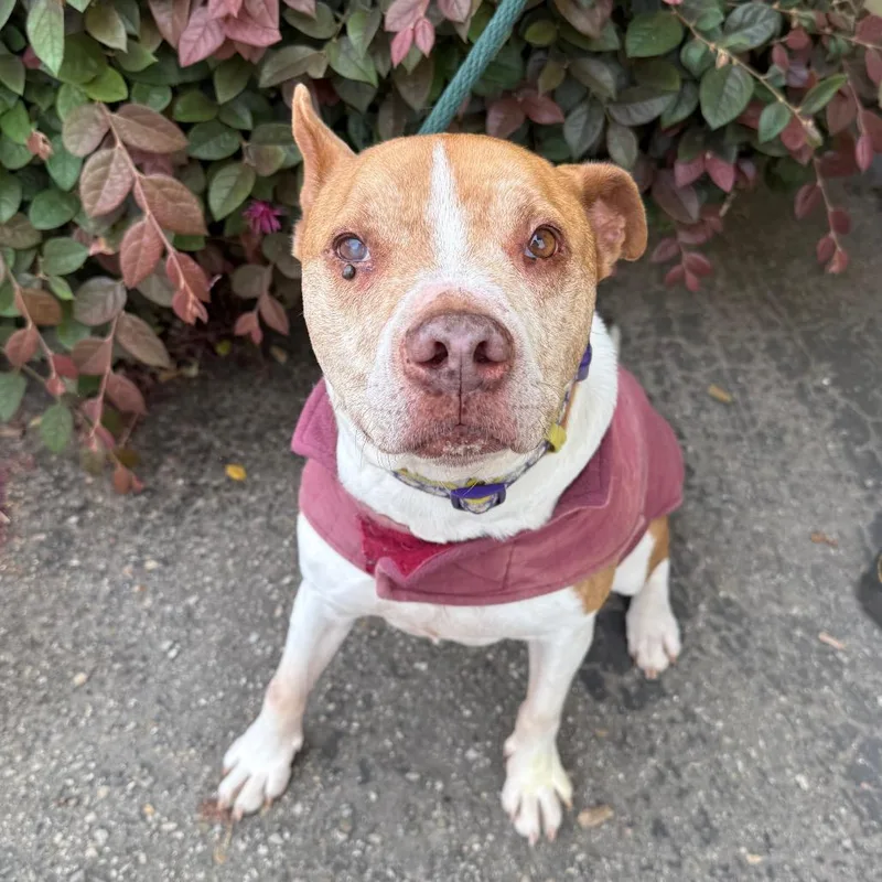 A senior medium-sized female Brown / Chocolate Pit Bull Terrier dog named Moana for adoption in Santa Barbara, CA