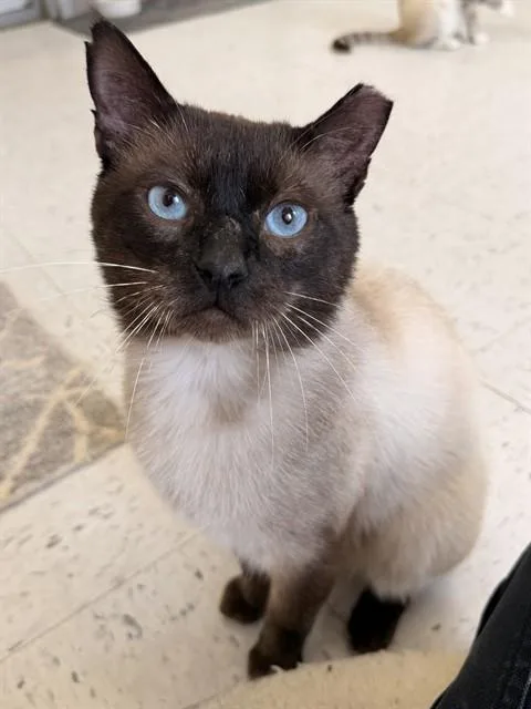 Cadbury